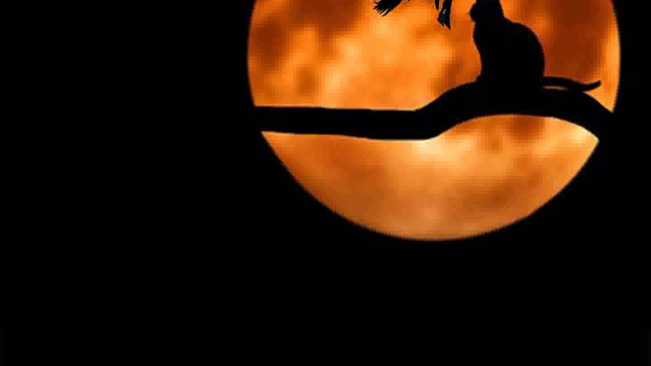 Witch Night 1010star Animated Wallpaper