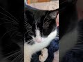 Tuxedo Cat Gets Head Scratch From Owner
