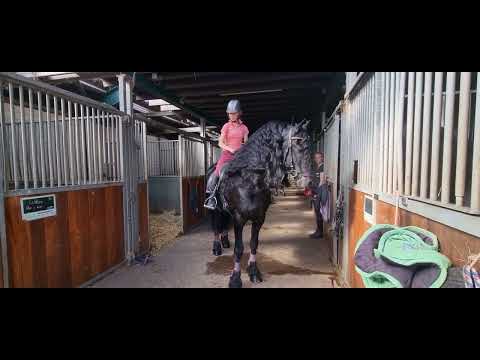 Stal Okkema's Anco - Norbert x Beart - Stallion - 2016