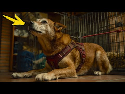 El perro llora cuando lo arrastran para la eutanasia. ¡Lo que sucedió después es increíble!