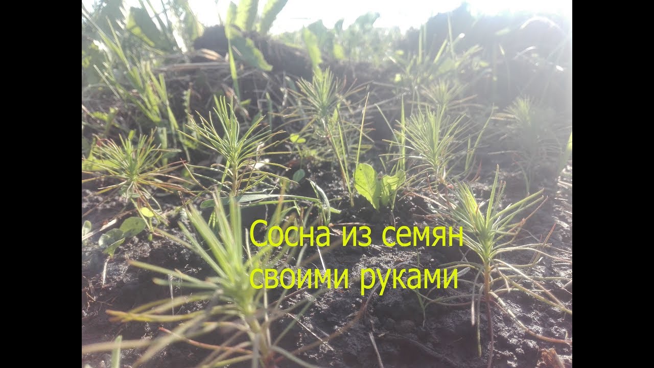 Сосна обыкновенная