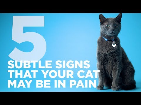 5 Subtle Signs That Your Cat Might Be In Pain