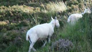 Mna na h-Eireann (Women of Ireland) James Galway and Phil Coulter
