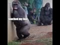 Gorilla vs Rain