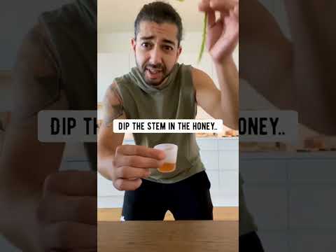 How to Clone Dying Roses to Grow New Roses Bushes | creative explained