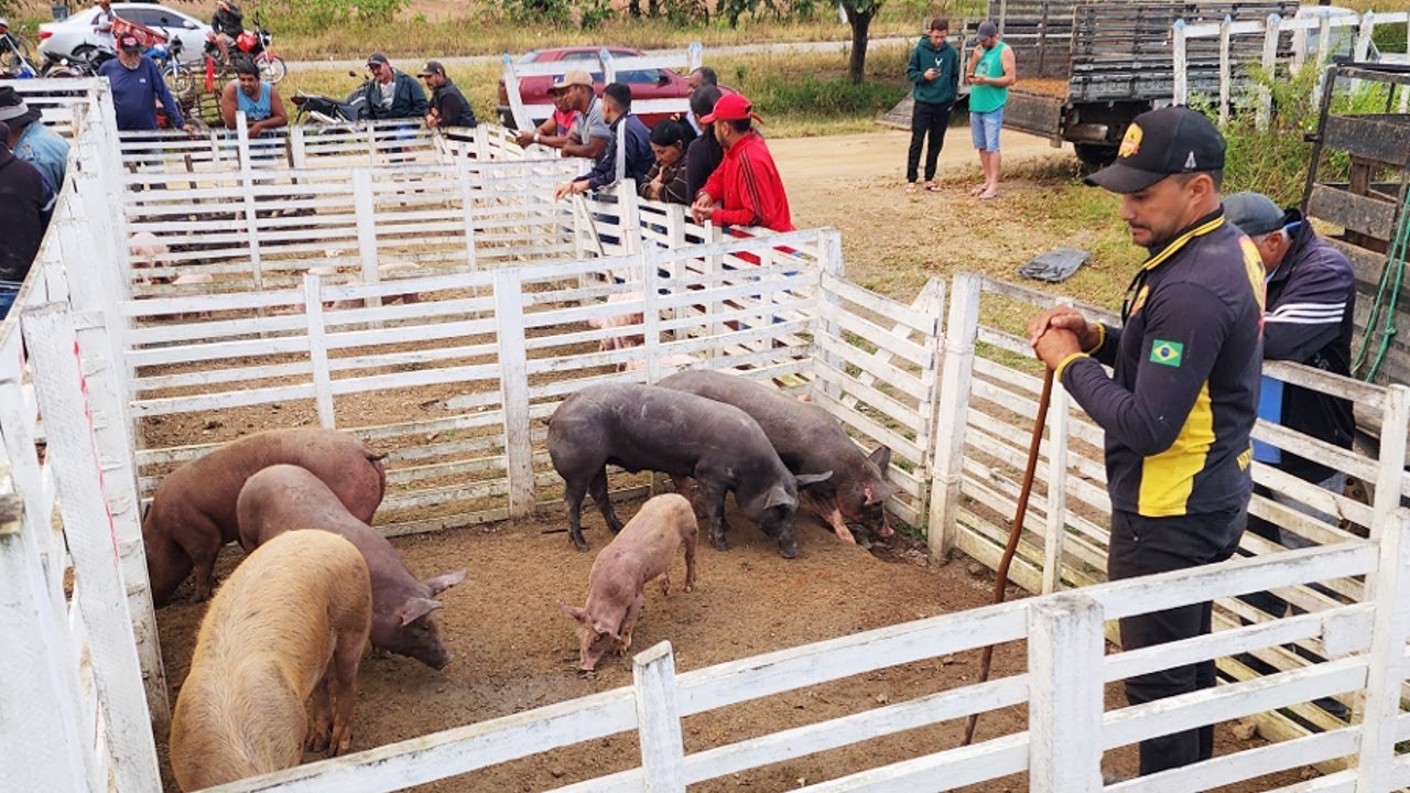 FEIRA DE SUÍNOS EM CUPIRA-PE, ALÉM DE CAPRINOS E OVINOS  11-09-2024 #nordeste