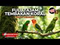 Live Masteran Tajam Pedas Necret Nembak Perkici Jenggot Vs Srindit Gacor Tajam Vs Lovebird Cililin