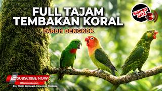 Download lagu 🔴 Live Masteran Tajam Pedas Necret Nembak Perkici Jenggot vs Srindit Gacor Tajam vs Lovebird Cililin mp3