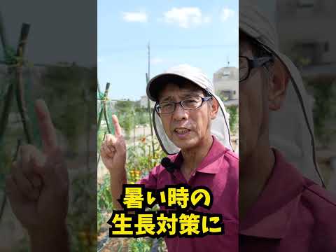 トマトを早く成長させるのに最適な肥料は何ですか?リーダーに従う ！  庭園