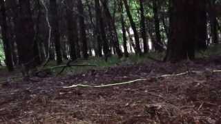 preview picture of video 'New Forest Wild Camping Part 1'