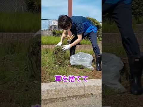 多年生の地被植物とは何ですか