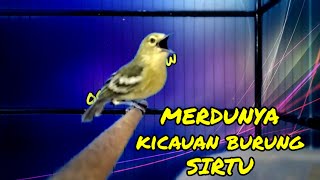 Download lagu Cuma Hitungan Detik, sirtu jenis apapun pasti akan langsung Respon dengar pangilan sirtu ini. mp3
