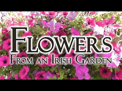 Flowers from Irish Hedgerows and Gardens