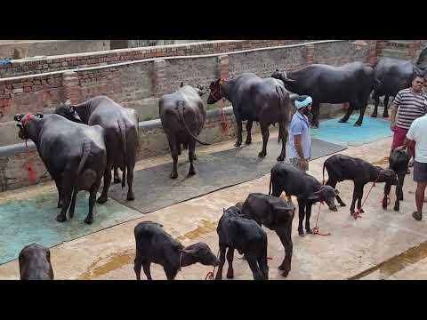 Nandha teja dairy farm Hanuman Junction ANDHRA PRADESH STATE DR. Venketeshwarlu mobile 9676488488