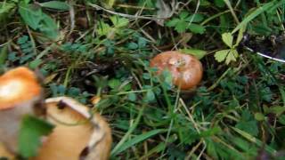 preview picture of video 'Bolets, pinetells a Planoles després de la pluja.'