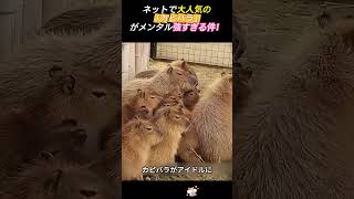 世界一メンタルが安定した癒し系アニマル