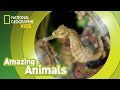 Seahorse Amazing Animals