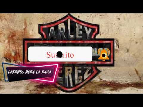 Arley perez el licenciado en vivo