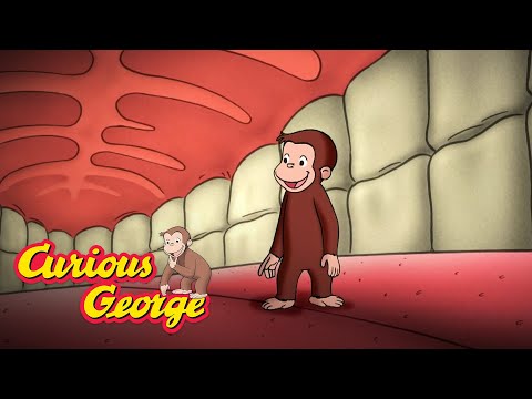 Curious George 🐵  George Learns About the Human Body 🐵  Kids Cartoon 🐵  Kids Movies