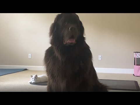 Newfy & Cavalier narrowly escape Ragdoll Kitten attack