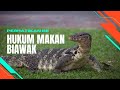 Hukum Makan Biawak Dalam Islam Halal Atau Haram