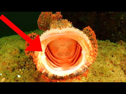 Australia's 10 Deadliest Animals