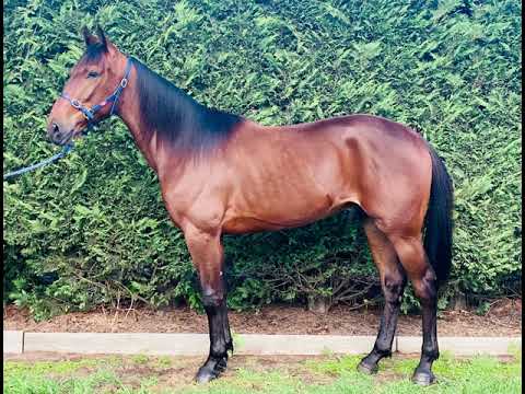 Lot 5 BETTERTHANCHEDDAR x SO SAVVY 2020 Ready to Run Sale