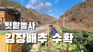 [시골일상 브이로그] 드디어 김장배추도 마무리 수확을. 급 추워짐. 너무너무 춥다는..