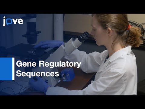 Gene Regulatory Sequences Identification by NGS of 4C-seq | Protocol Preview