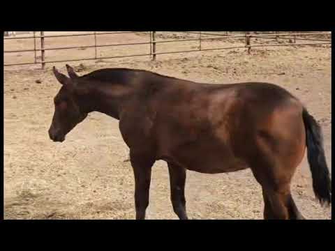 Operetta ~ 2023 Bay P.R.E. Filly by Poeta de Susaeta