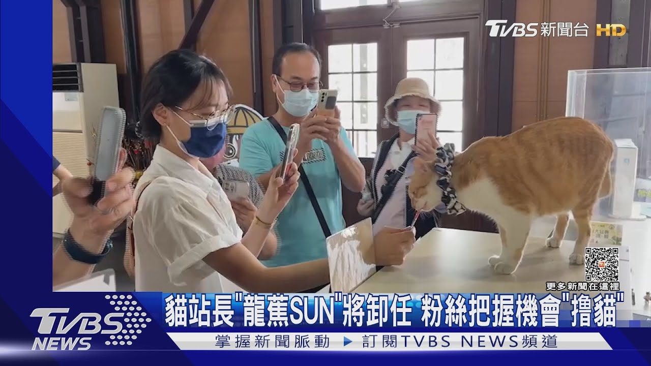 貓站長「龍蕉SUN」將卸任 粉絲把握機會「撸貓」