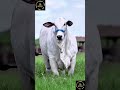 Brahman Cattle Cow Cow Cowfood Fatcow Animals