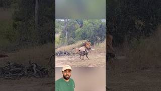 Rei da selva e Mabeco 😱