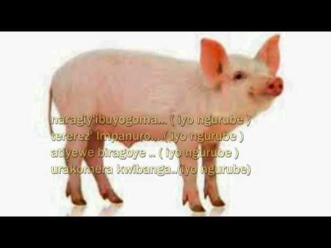 Iyo ngurube by club Umudeyo  lyrics