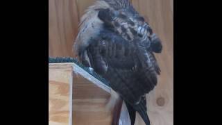 Red-tailed Hawk sleeps