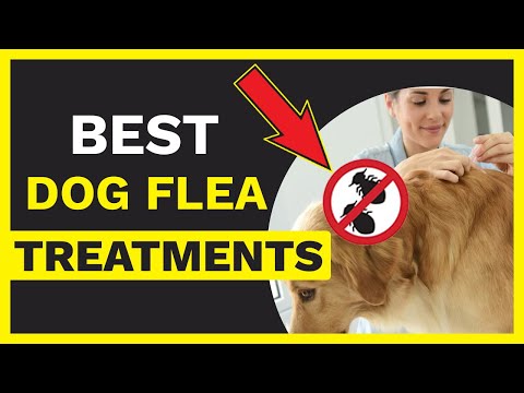 Best Flea Treatment For Dogs | 5 Best Dog Flea Treatments 2022 🐶✅
