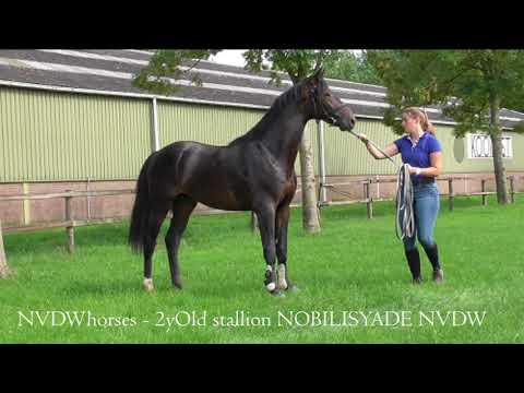 Nobilisyade NVDW on the lunge at Training Barn Leeflang (30Aug2020-1)