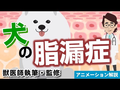 犬の脂漏症 – 原因と治療法