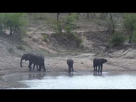 Djuma: Small Elephant herd drinks at the dam - 07:56 - 10/29/21