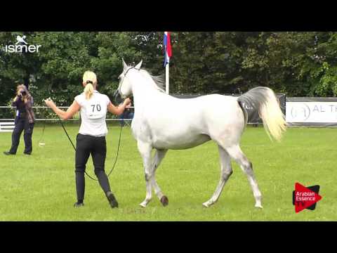 N.70 DIXIE ISA - Ströhen 2017 C-Show - 4.6 Years Old Mares (Class 9)