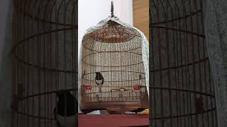 chiến binh than non vụ