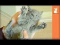 Kitty Tickle Fight! So So So CUTE! - Kitten Love 
