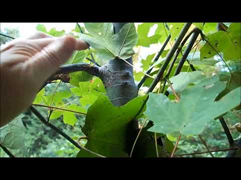 Plaster Casting a Bear Track