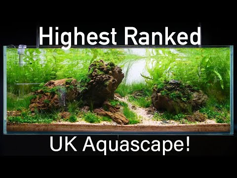 Recreation of 9th Place IAPLC Aquascape 'Golden Hour' by UK Aquascaper Tom Ryan.