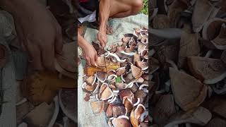 Download lagu Rahasia Cincang Kelapa Kopra Lebih Cepat 🥥#petani #petanimuda #kelapa #kopra #kebun #farming #fyp mp3