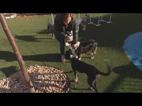 Around Town - Pup Social - YouTube