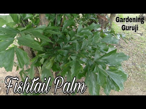 , title : 'How to grow and care fishtail Palm||caryota palm'