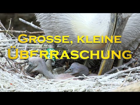 Pelikan-Küken geschlüpft I Tiergarten Schönbrunn