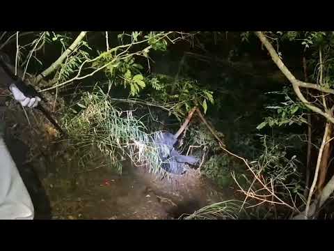 獸醫師現場吹箭麻醉黑熊