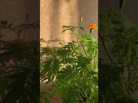 Лучи солнца💞 #красота,#волшебство,#солнышкавдуше,#интерьер